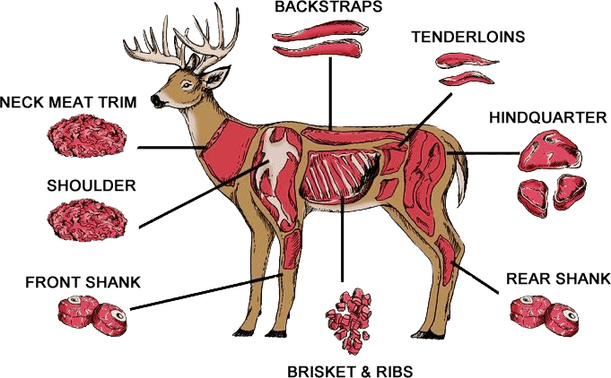 Deer and venison meat processing chart
